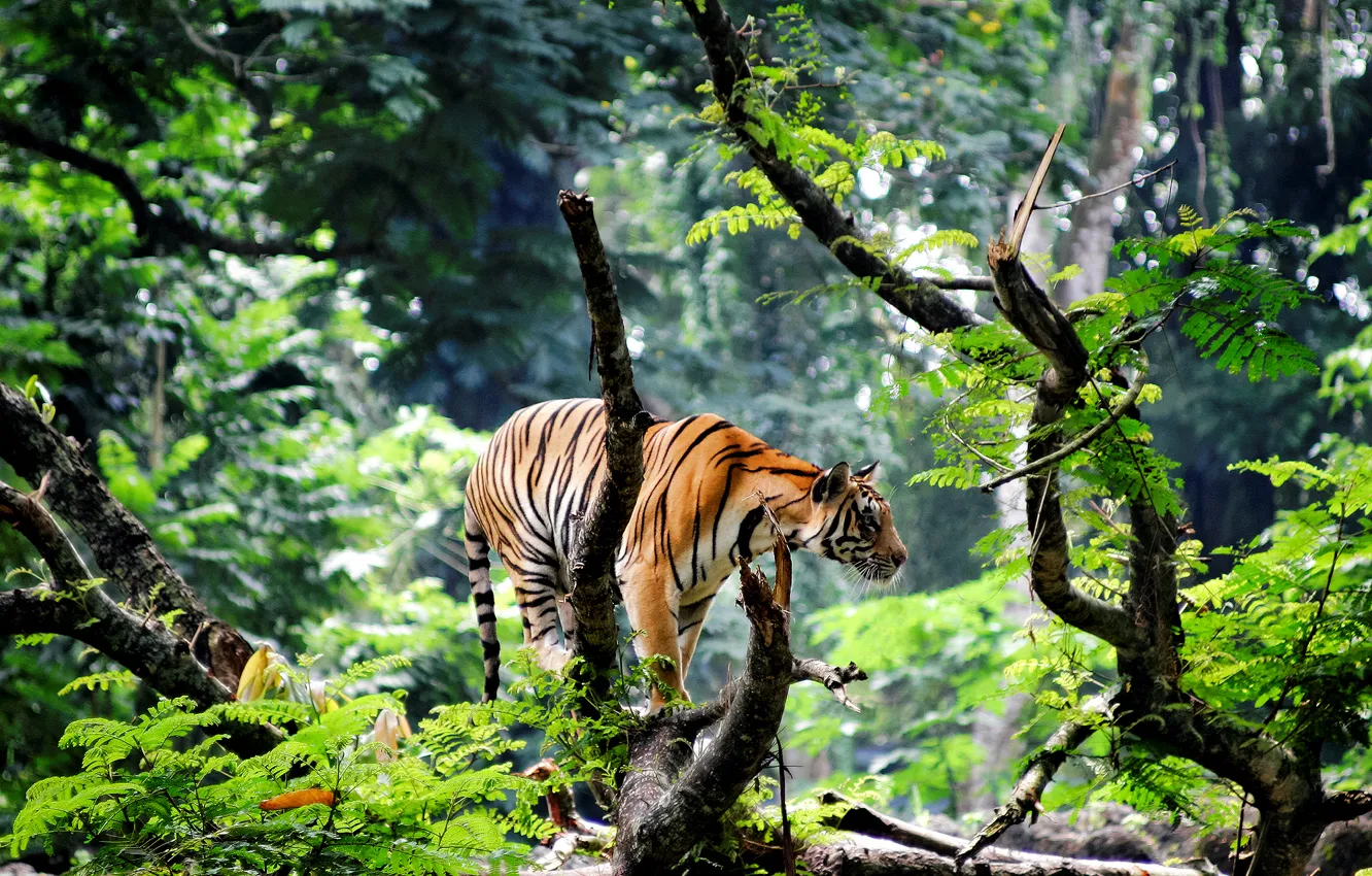 Photo wallpaper tiger, India, jungle, Asia, young