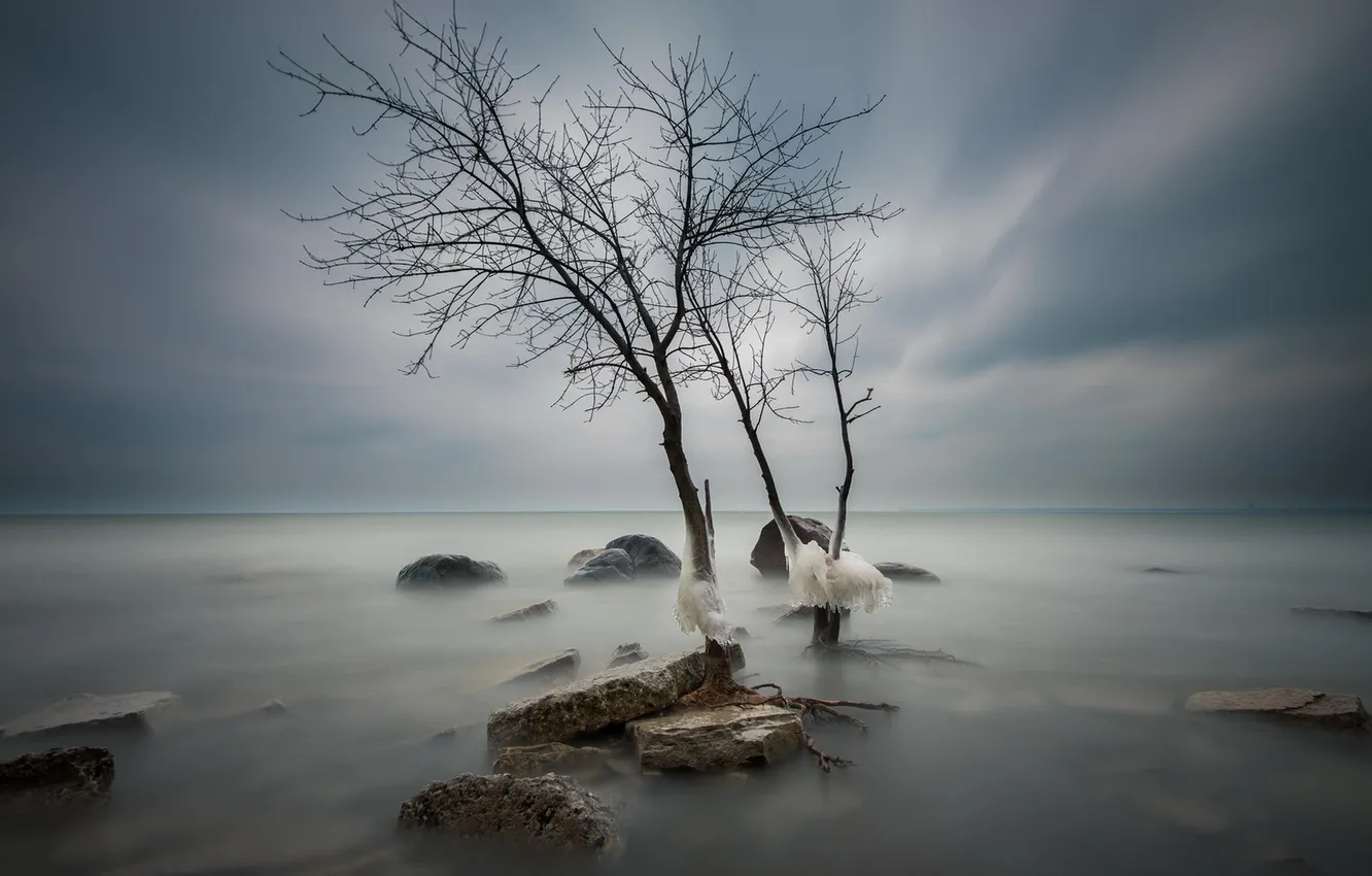 Photo wallpaper sea, tree, ice