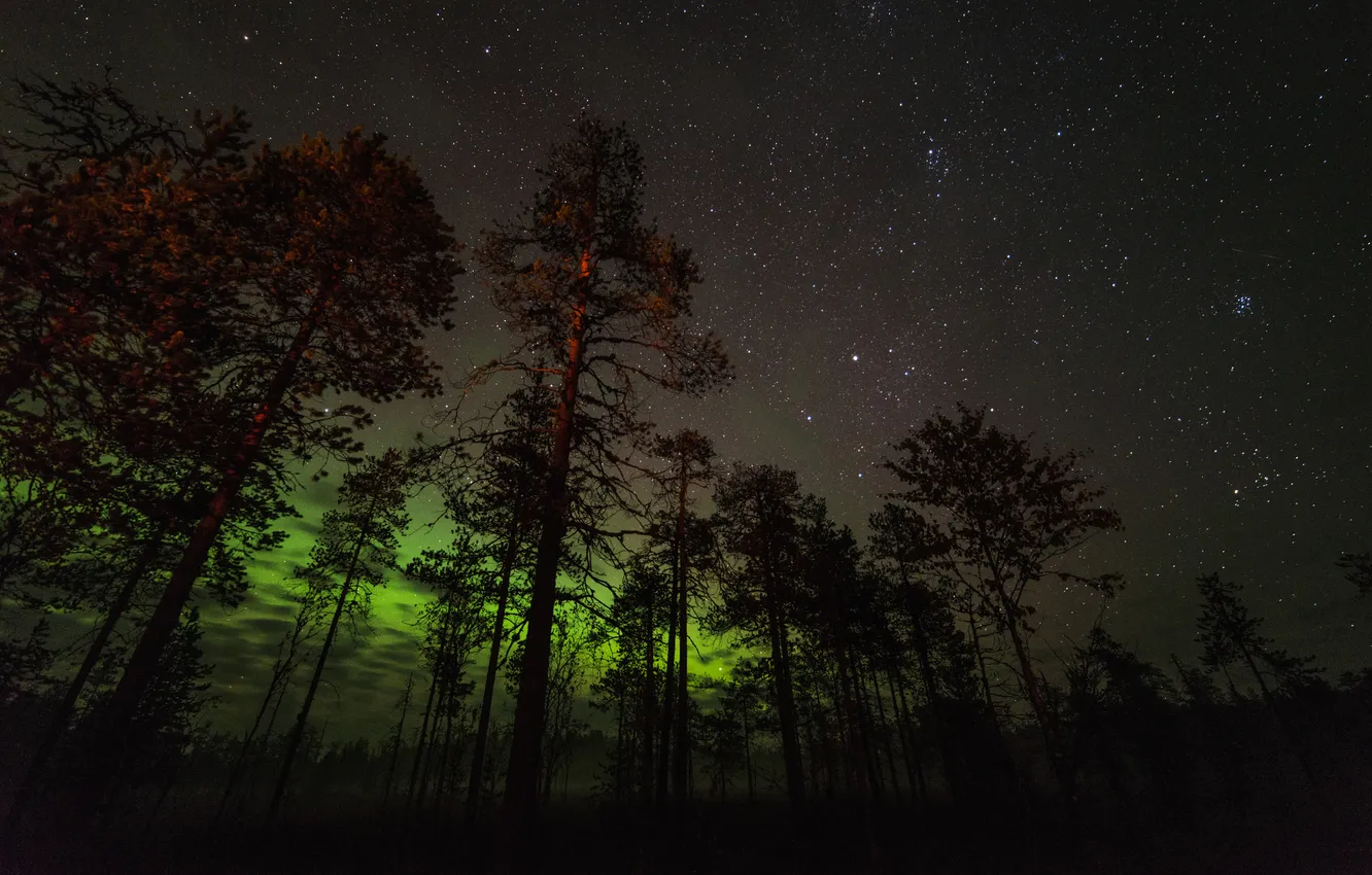Photo wallpaper the sky, stars, trees, night, lights