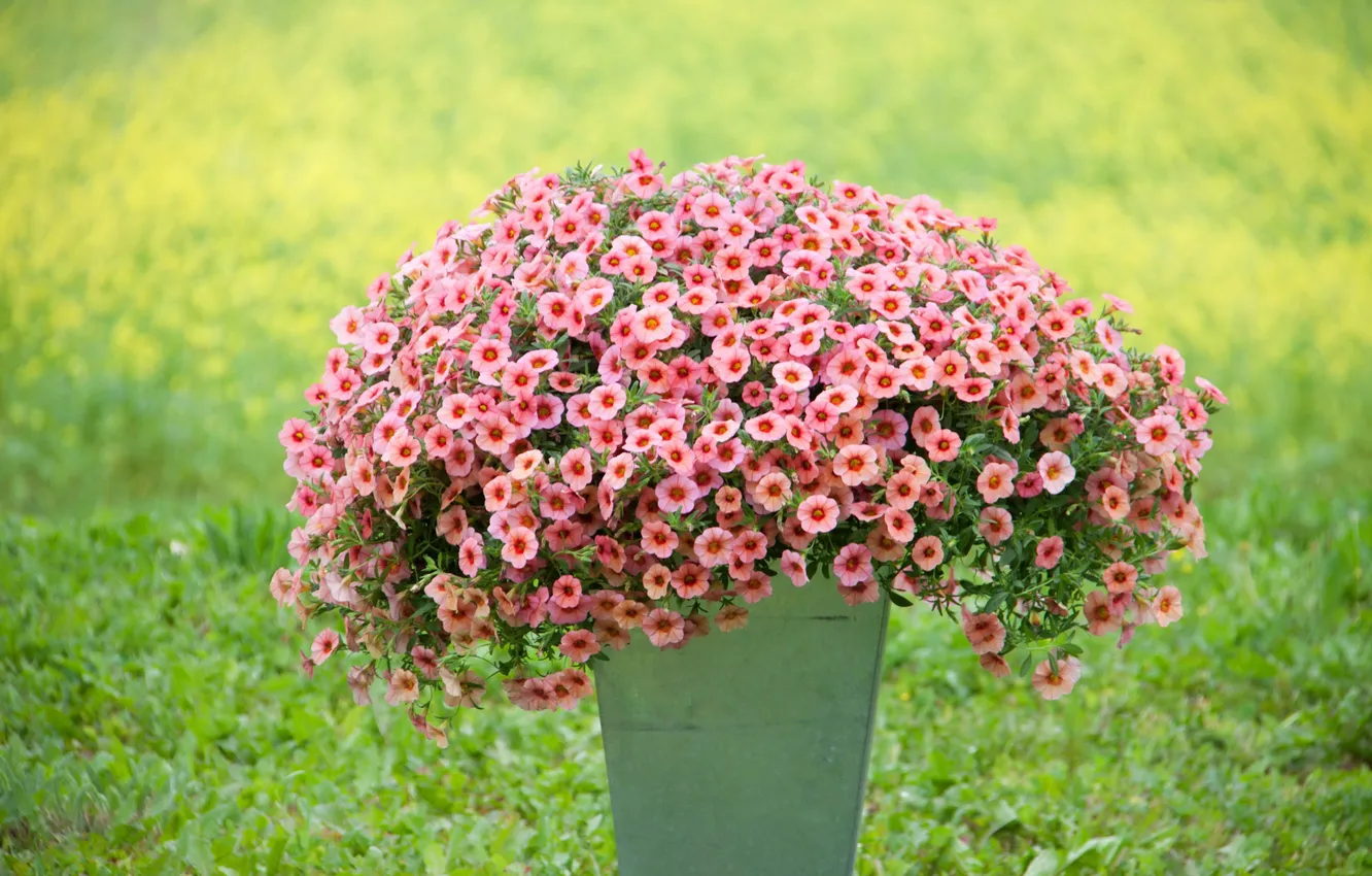 Photo wallpaper grass, flowers, blur, Petunia, bucket, calibrachoa