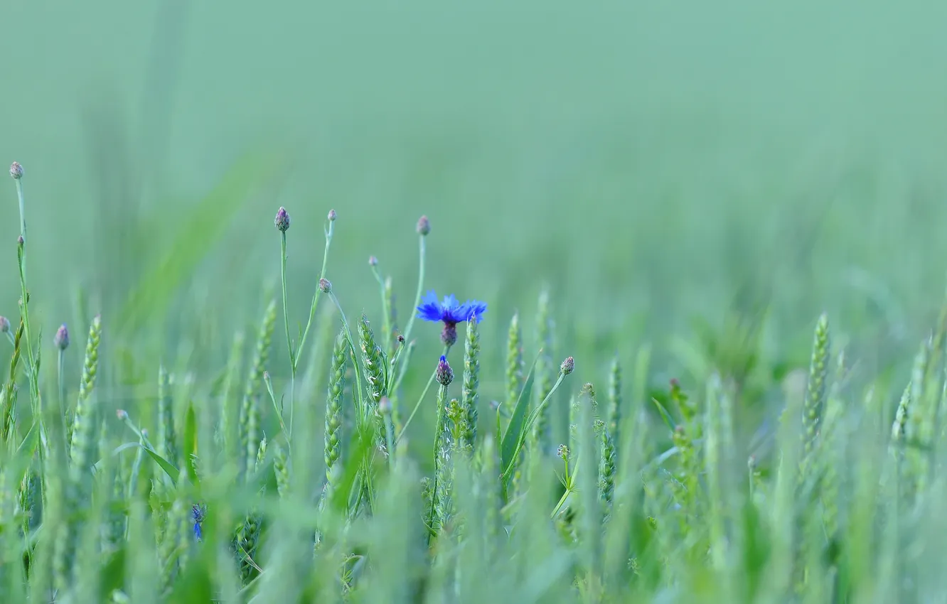 Photo wallpaper field, grass, flowers, meadow