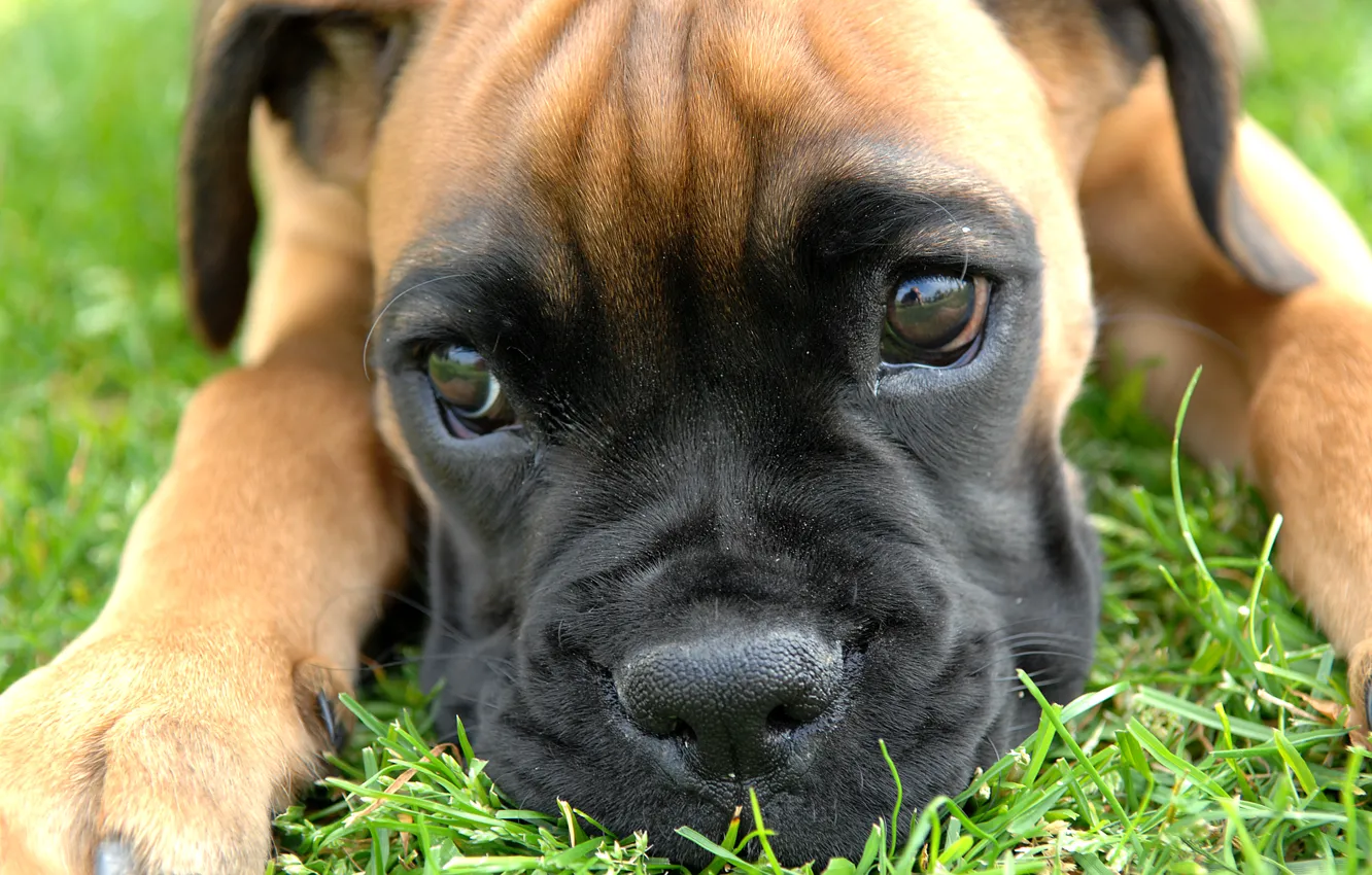 Photo wallpaper grass, eyes, reflection, paws, small, nose, photographer, looks