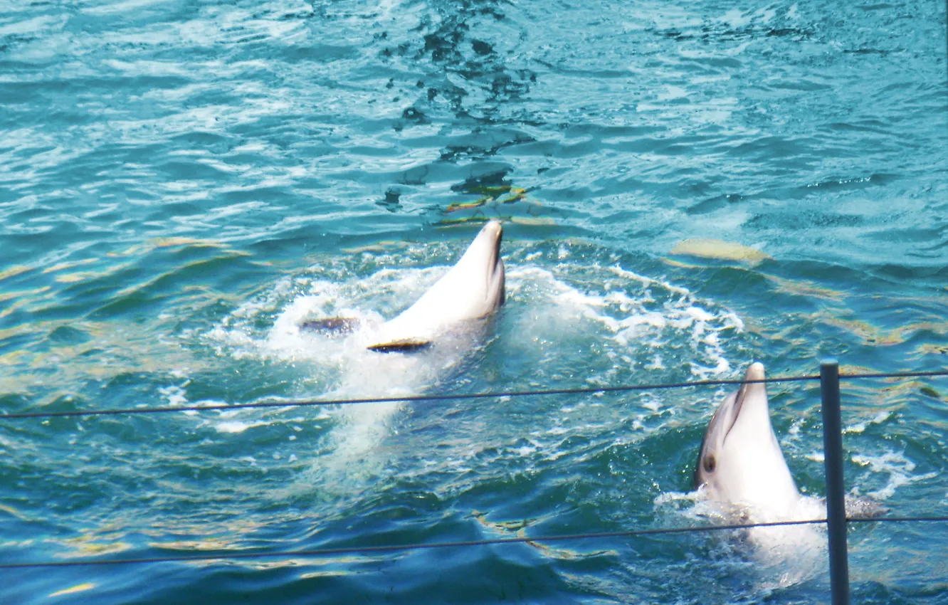Photo wallpaper water, dolphins, DOLPHINARIUM