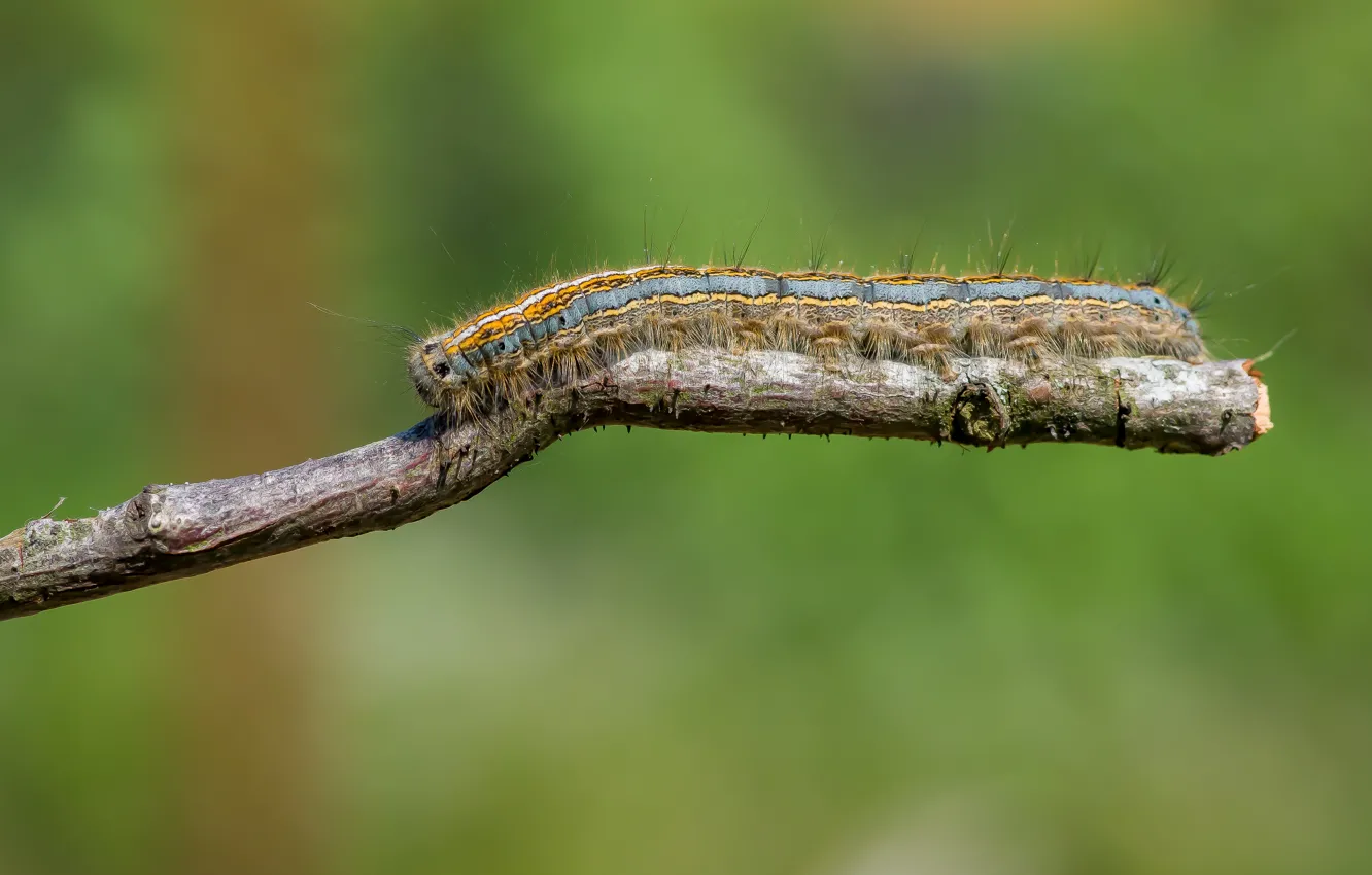Photo wallpaper macro, caterpillar, von grey, Cocoonworm ringed