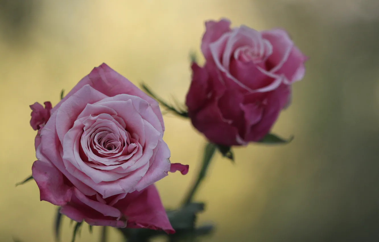 Photo wallpaper macro, flowers, photo, roses, blur, pink