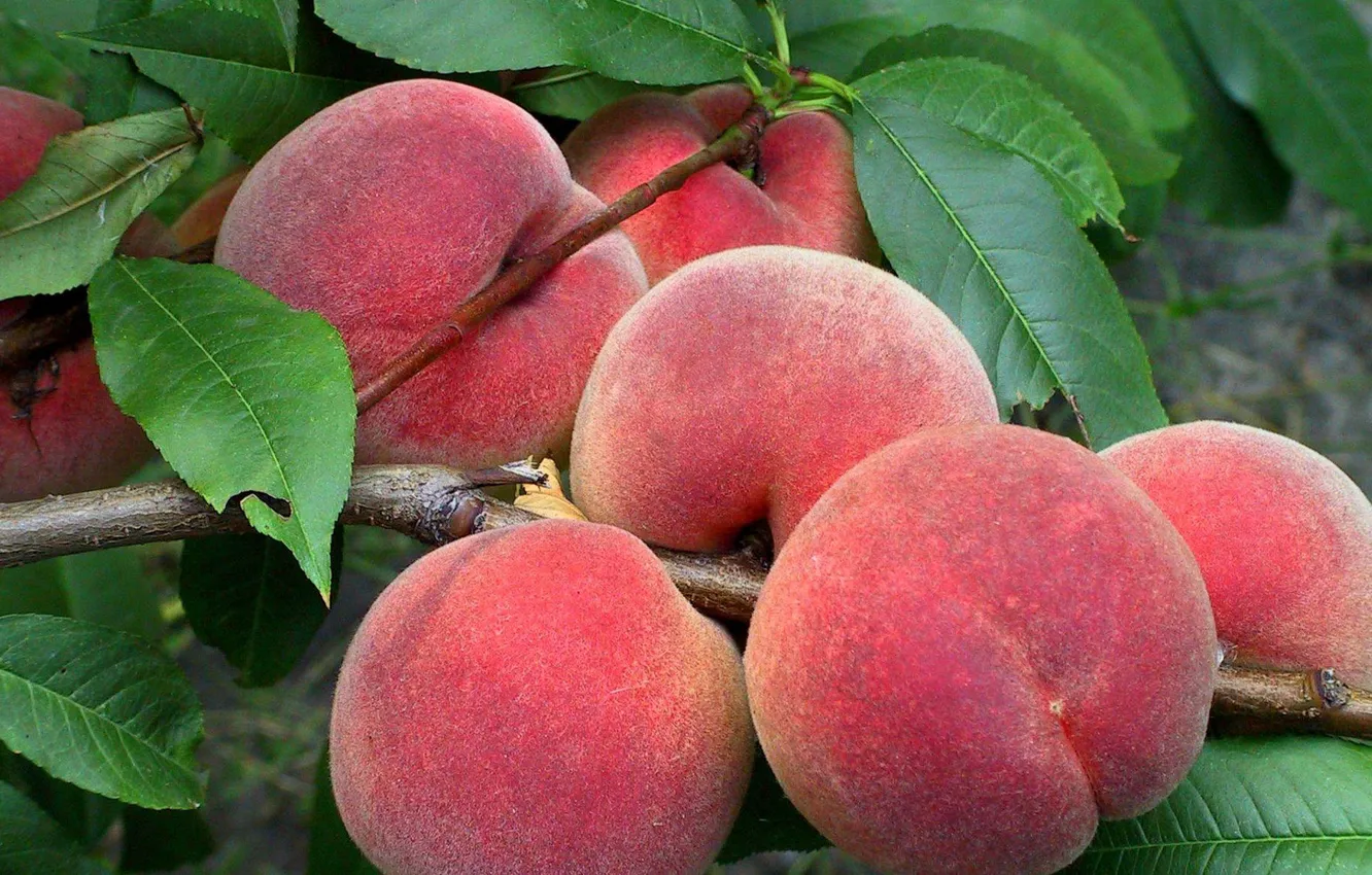 Photo wallpaper harvest, fruit, peaches