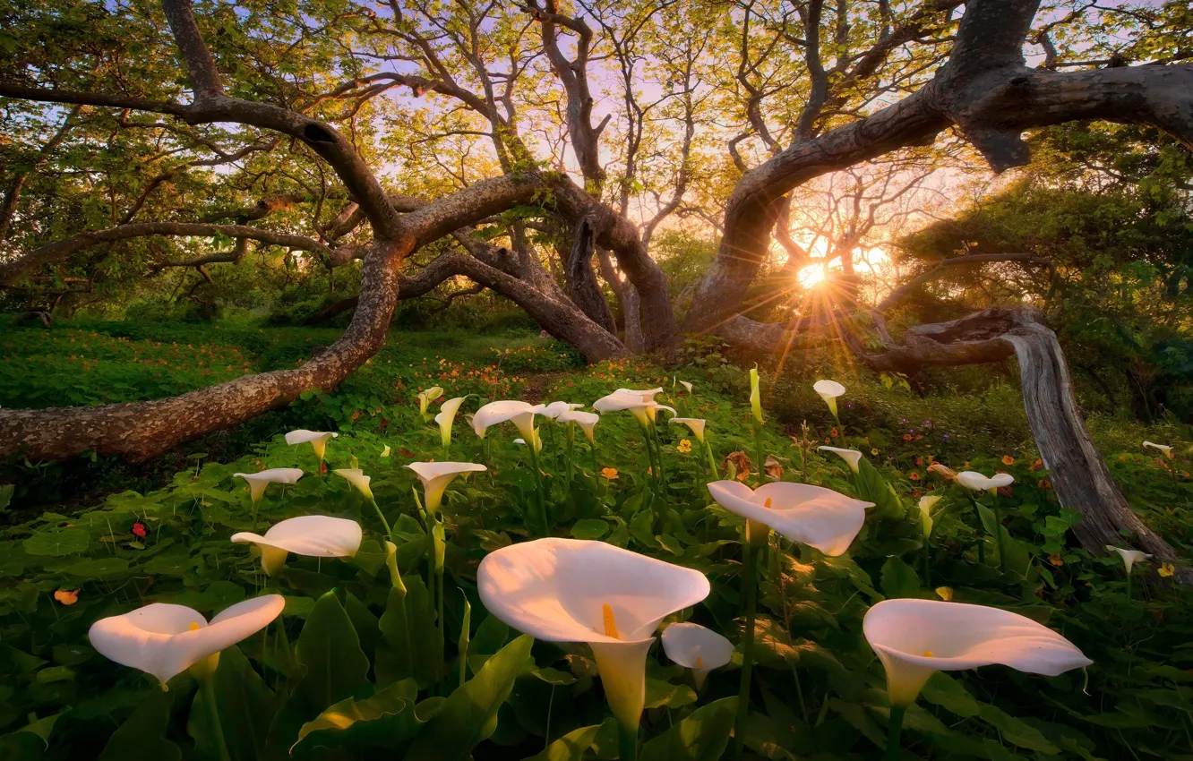 Photo wallpaper Calla lilies, heaven on earth, Heaven on Earth
