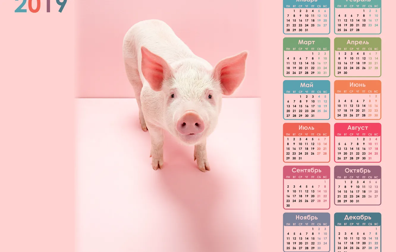 Photo wallpaper pig, pig, calendar for 2019
