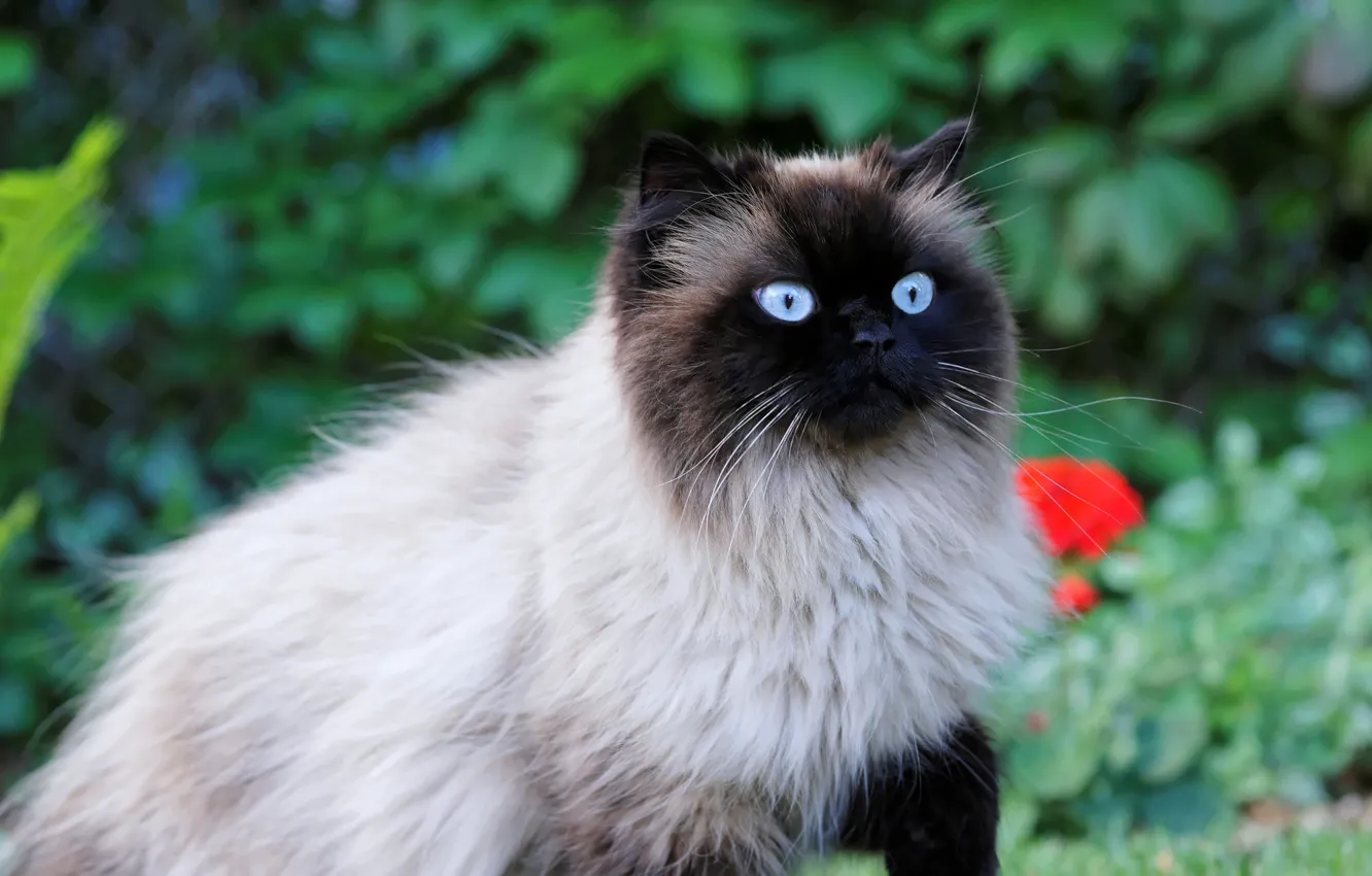 Photo wallpaper cat, eyes, wool