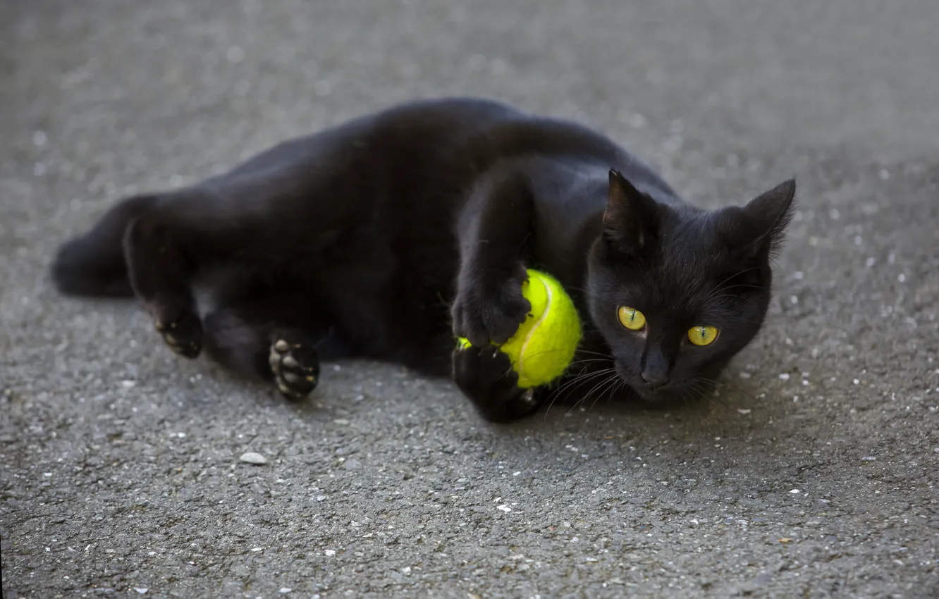 Photo wallpaper eyes, cat, look, black, the ball