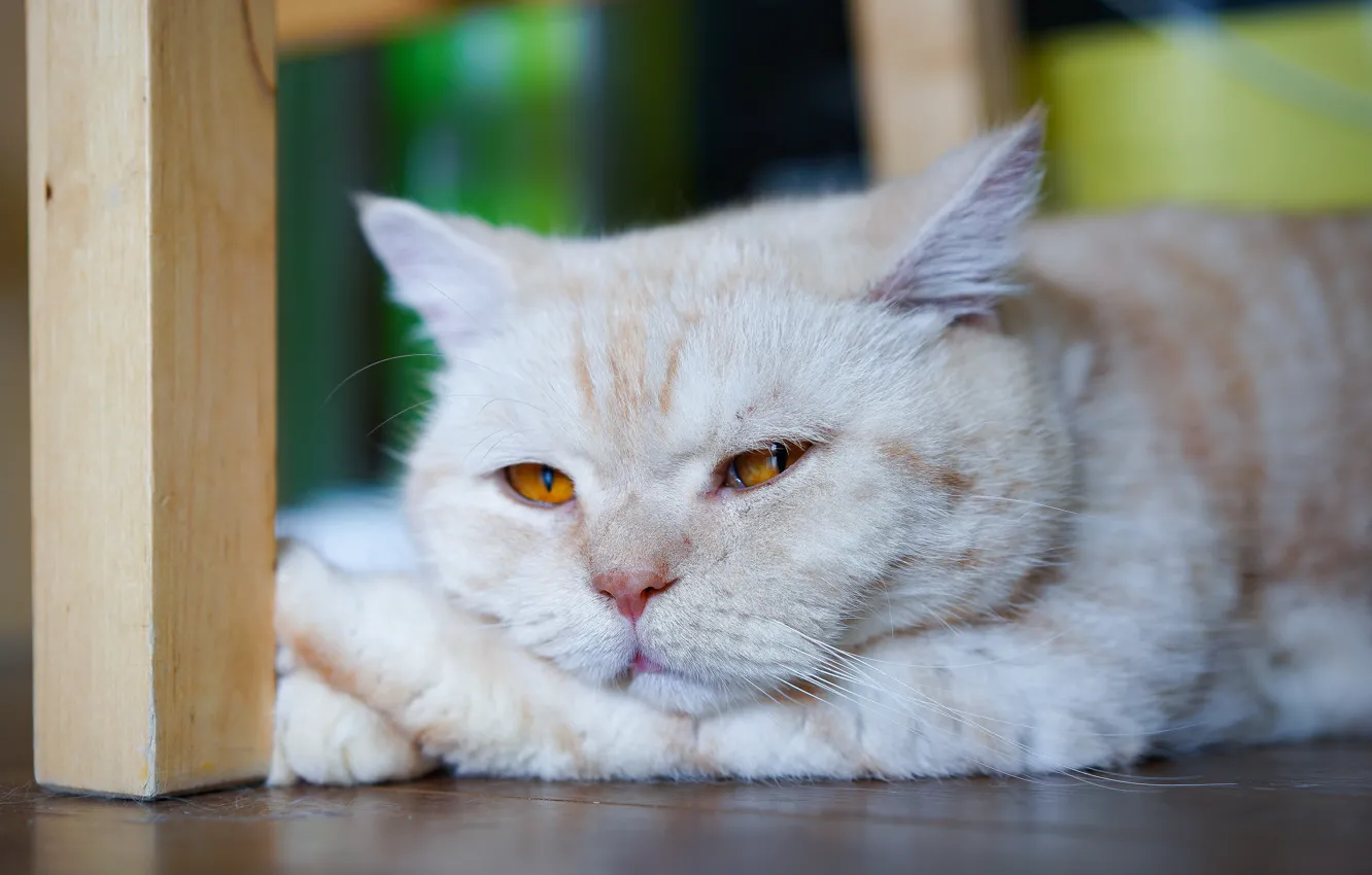 Photo wallpaper sadness, cat, cat, face, background, stay, portrait, floor