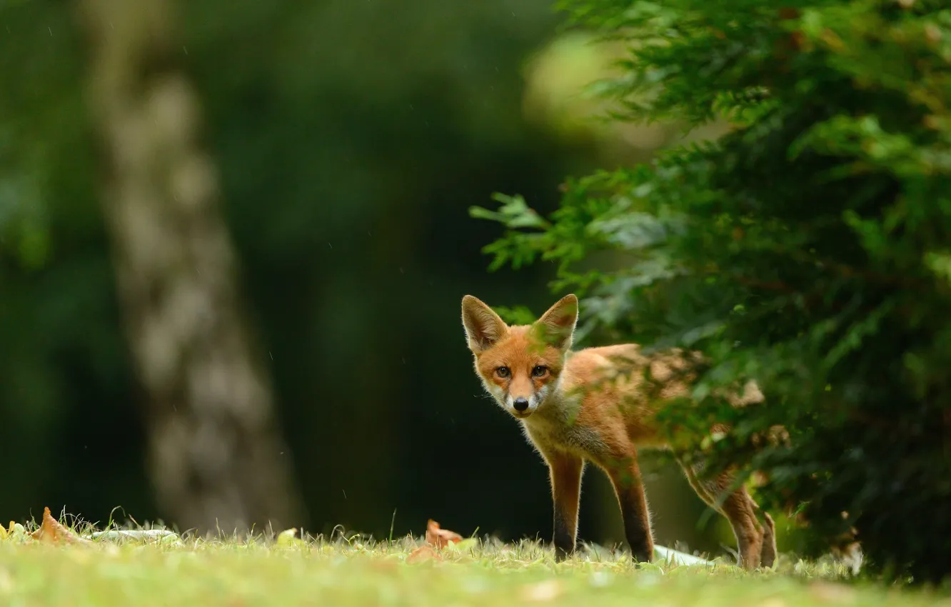Photo wallpaper forest, grass, branches, nature, green, background, rain, glade