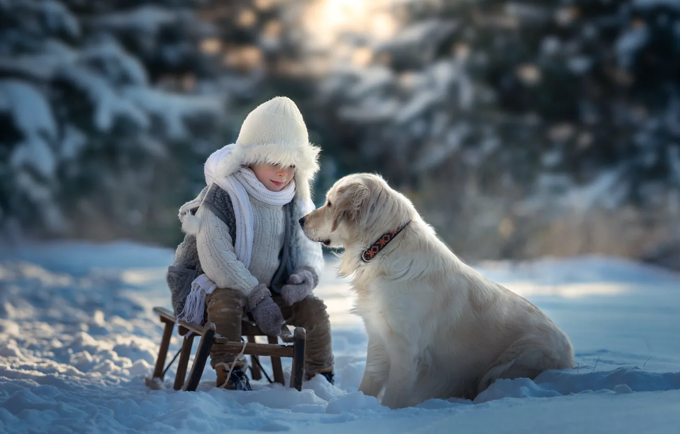 Photo wallpaper winter, snow, dog, boy, sled, Golden Retriever