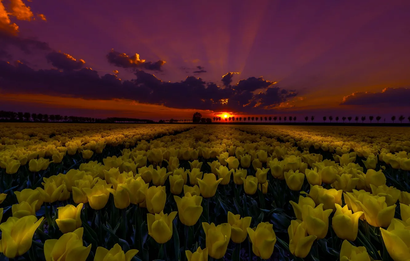 Photo wallpaper field, night, tulips