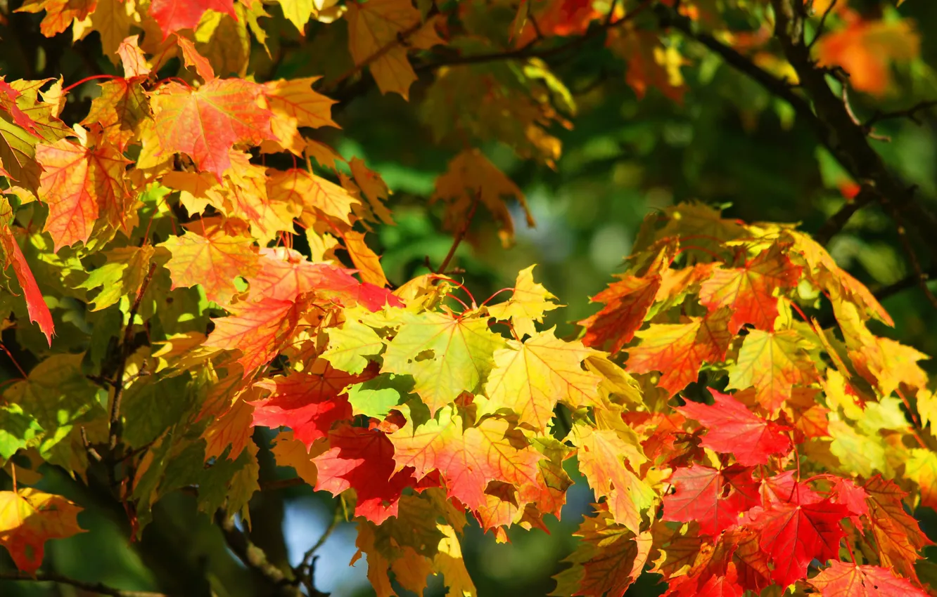 Photo wallpaper autumn, leaves, maple