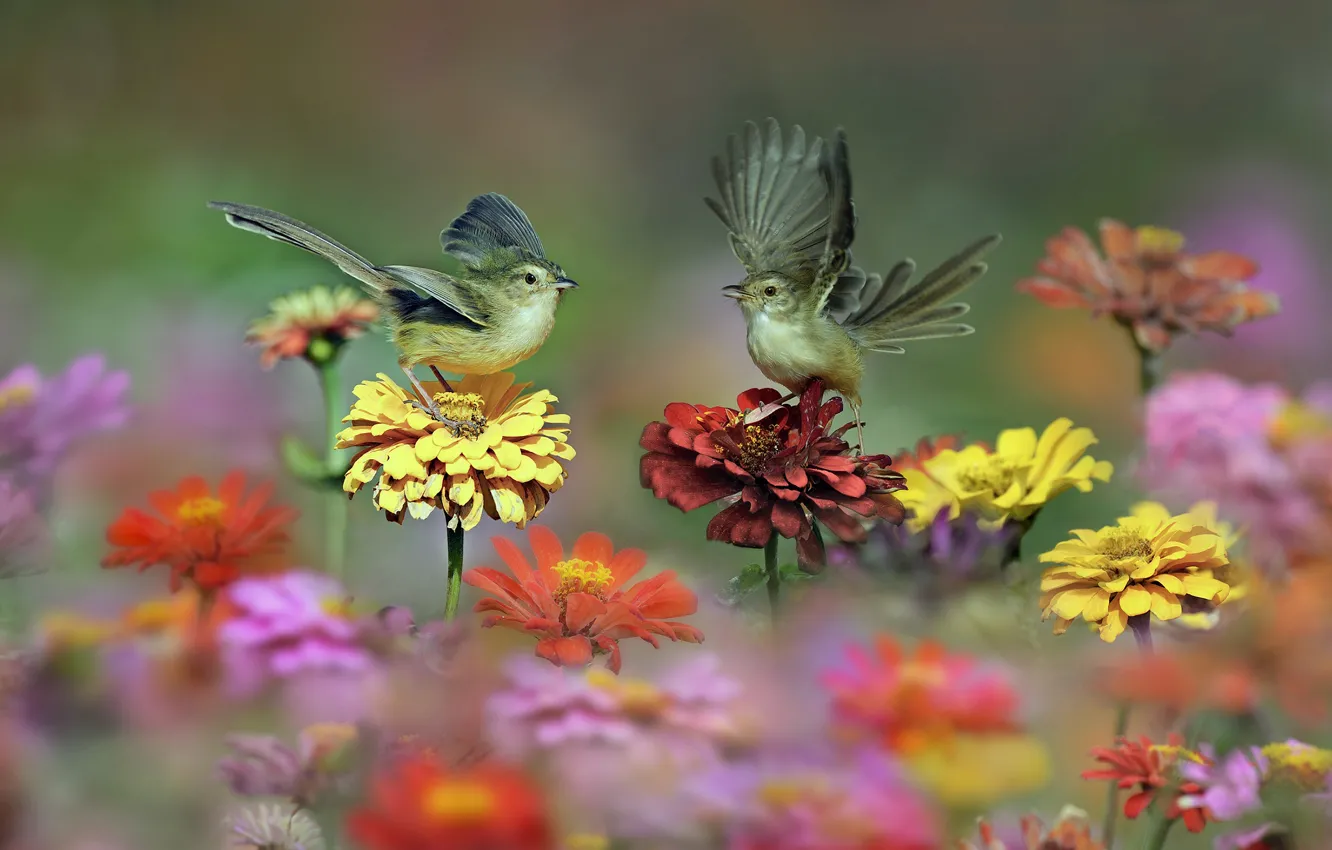 Photo wallpaper flowers, birds, wings, meadow, tail