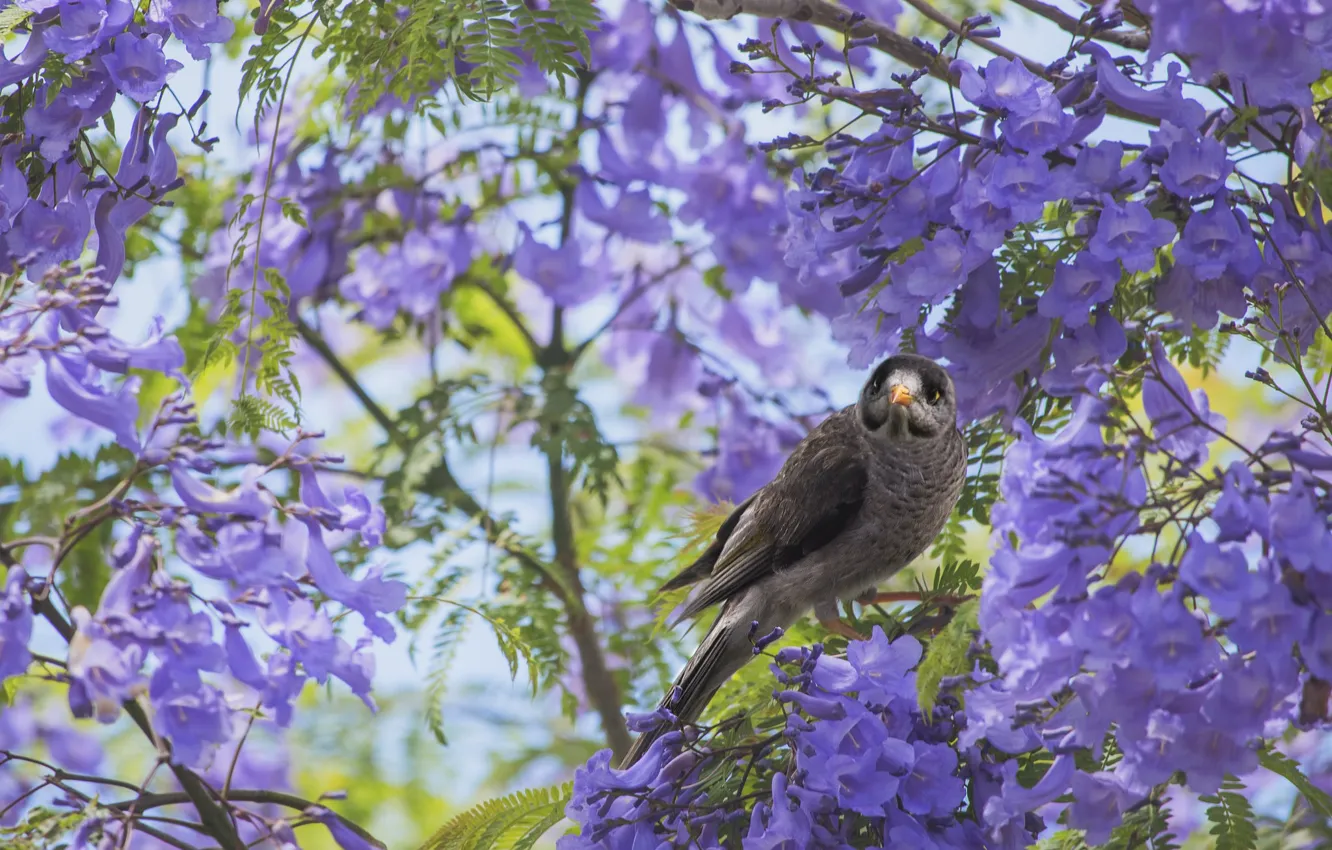 Photo wallpaper flowers, tree, bird