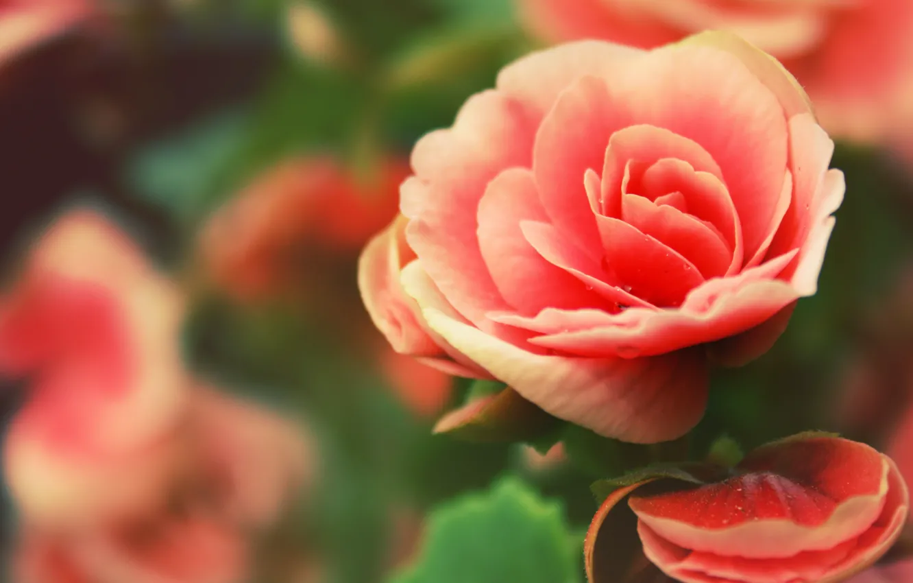 Photo wallpaper rose, petals, rosebud