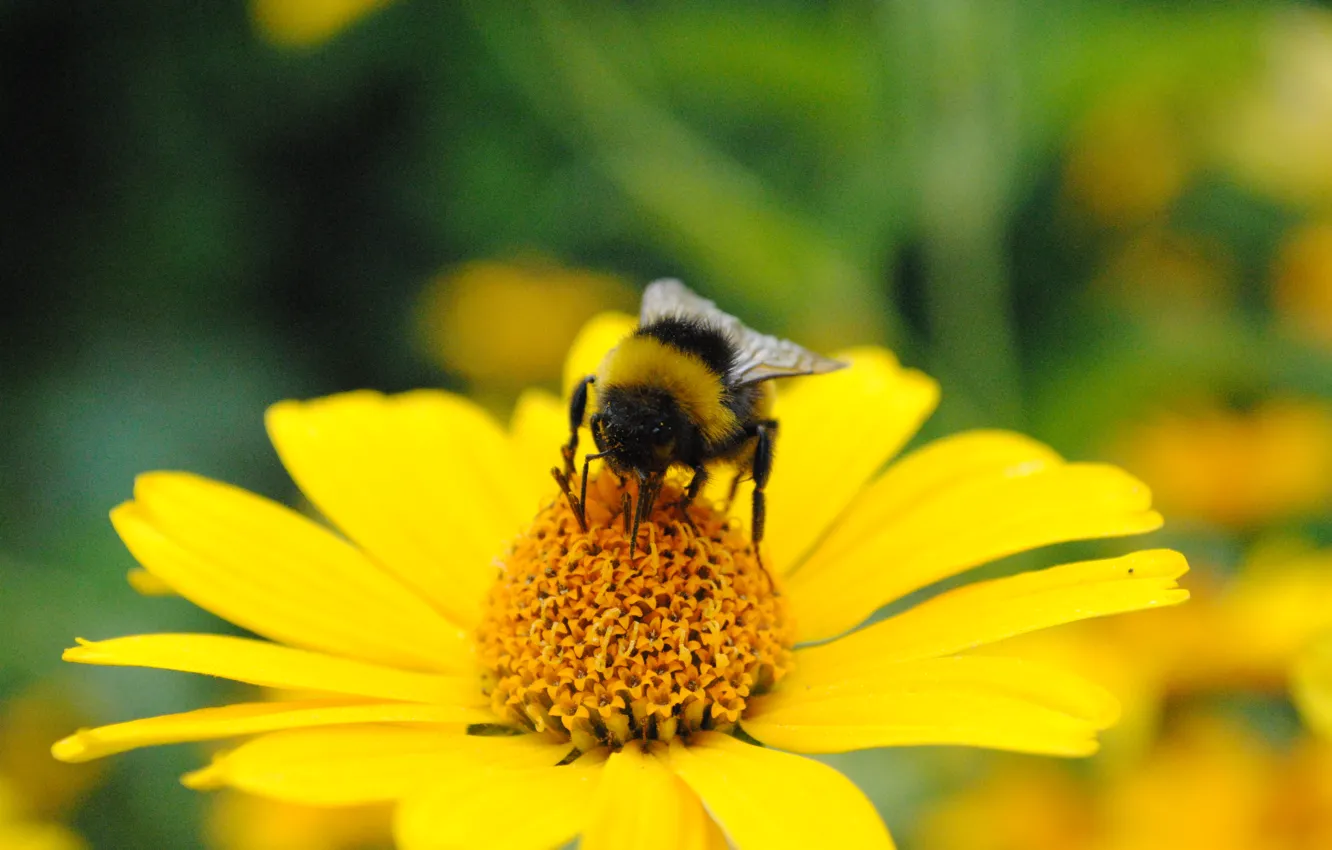 Photo wallpaper macro, flowers, yellow, nectar, bumblebee