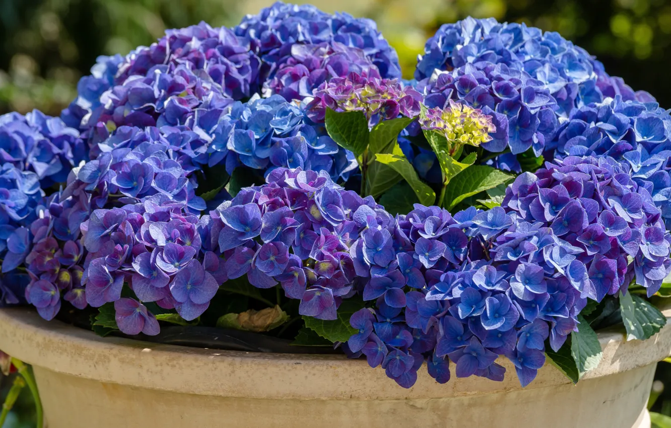 Photo wallpaper flowers, blue, blue, garden, a lot, pot, lilac, hydrangea