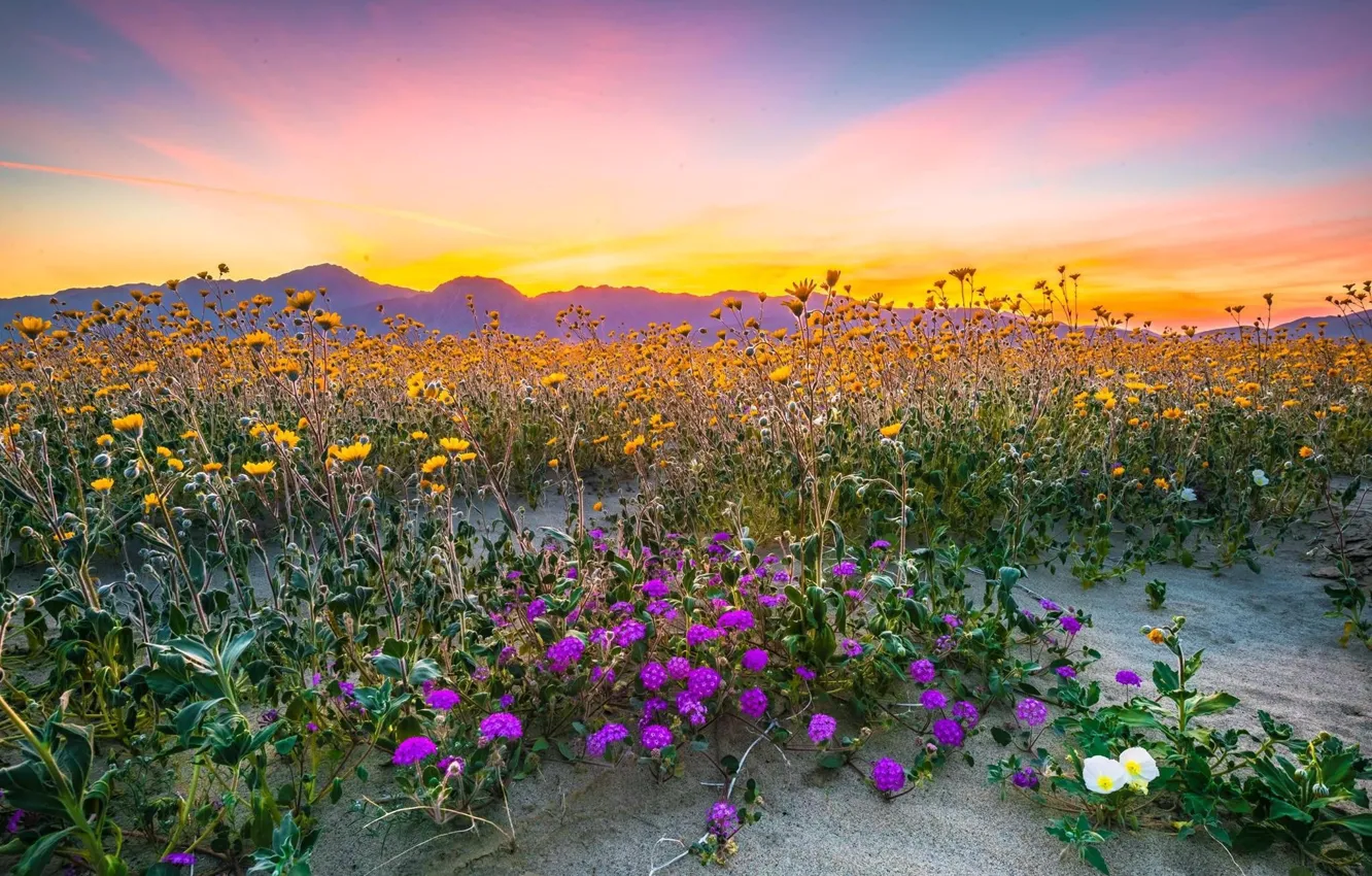 Photo wallpaper sunset, flowers, meadow