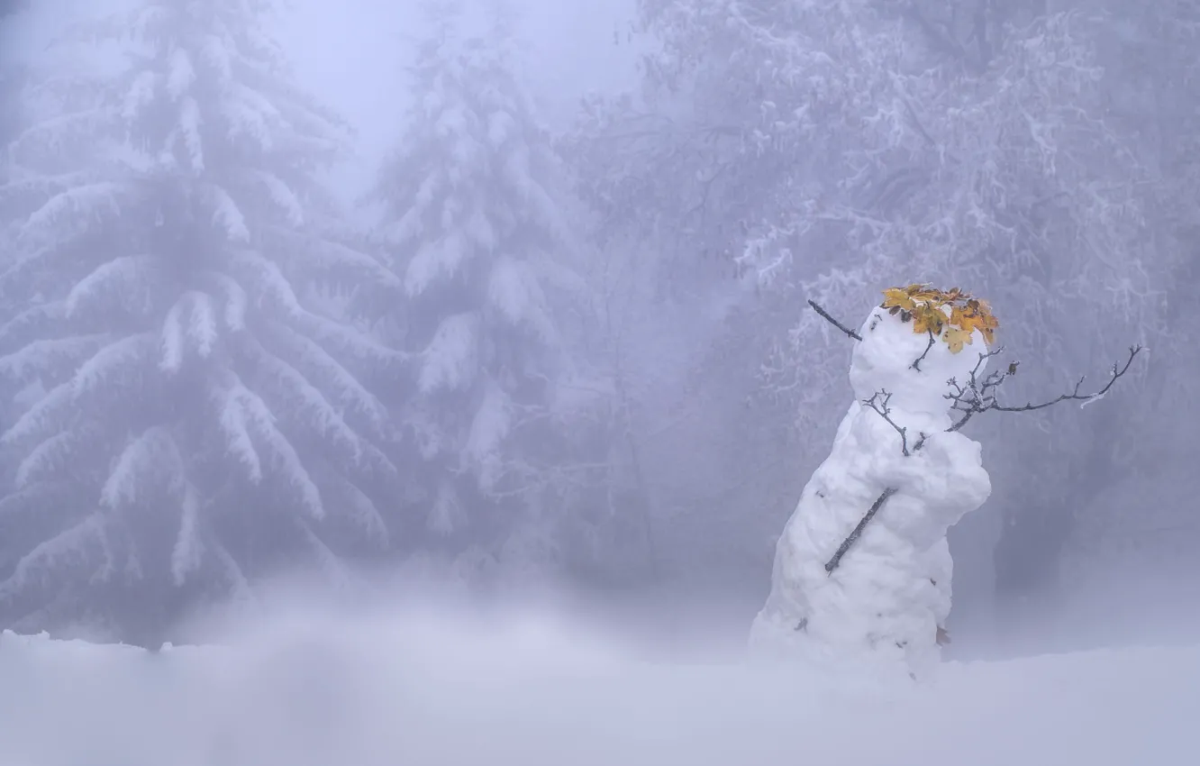 Photo wallpaper winter, frost, forest, leaves, snow, trees, branches, fog