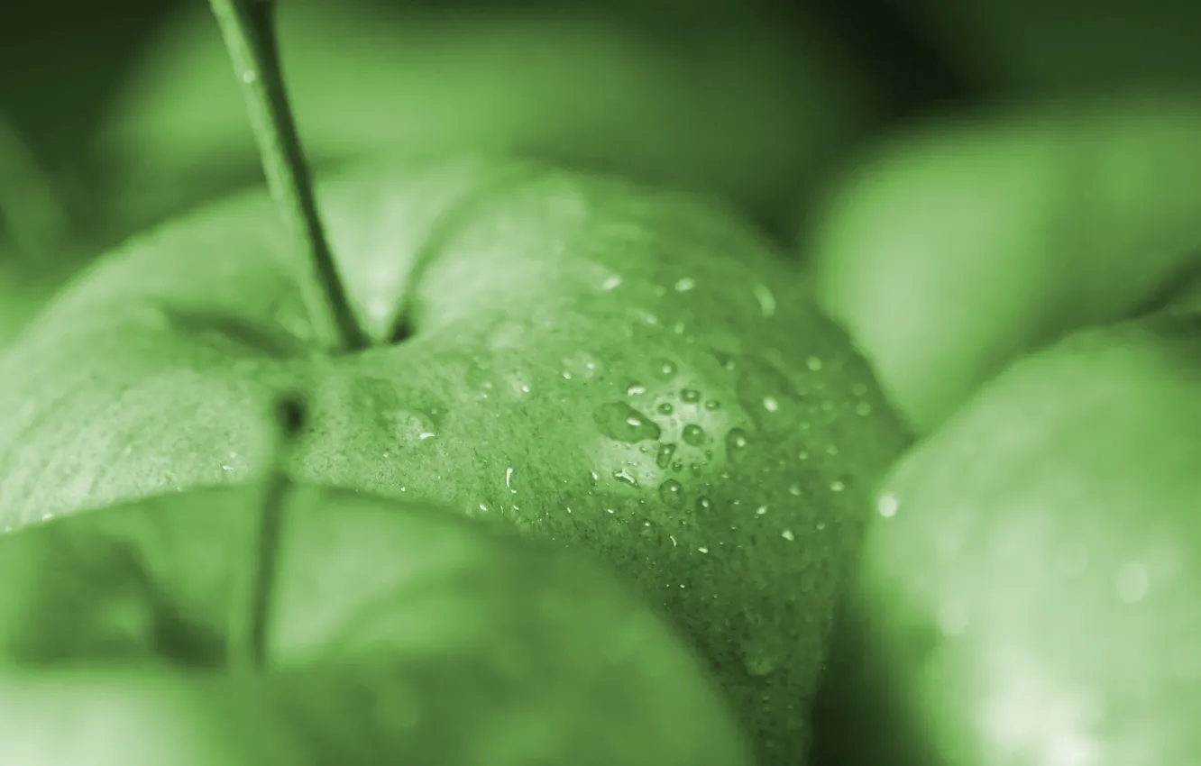 Photo wallpaper drops, macro, green, green, apples, apple, food, fruit