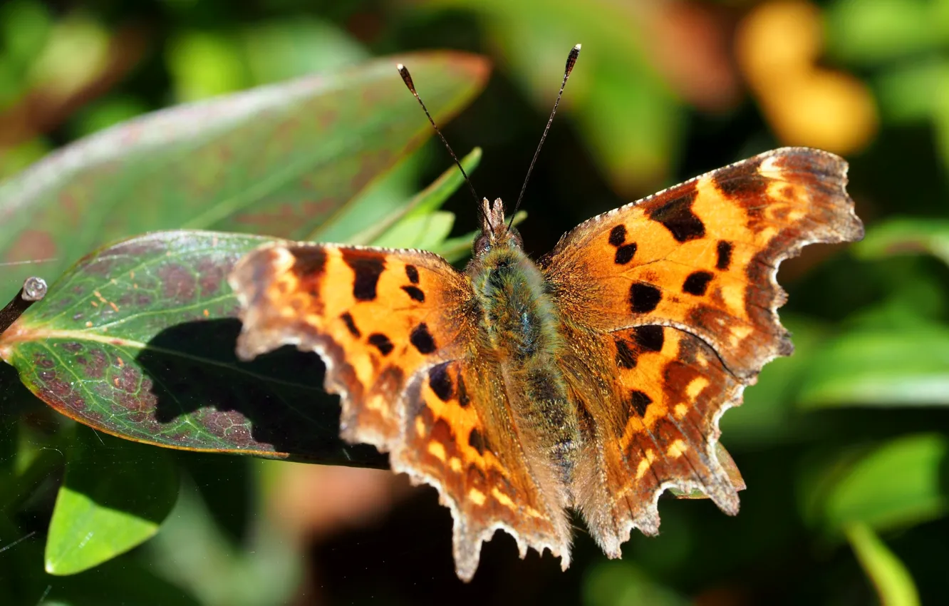 Photo wallpaper leaves, nature, butterfly, wings, moth