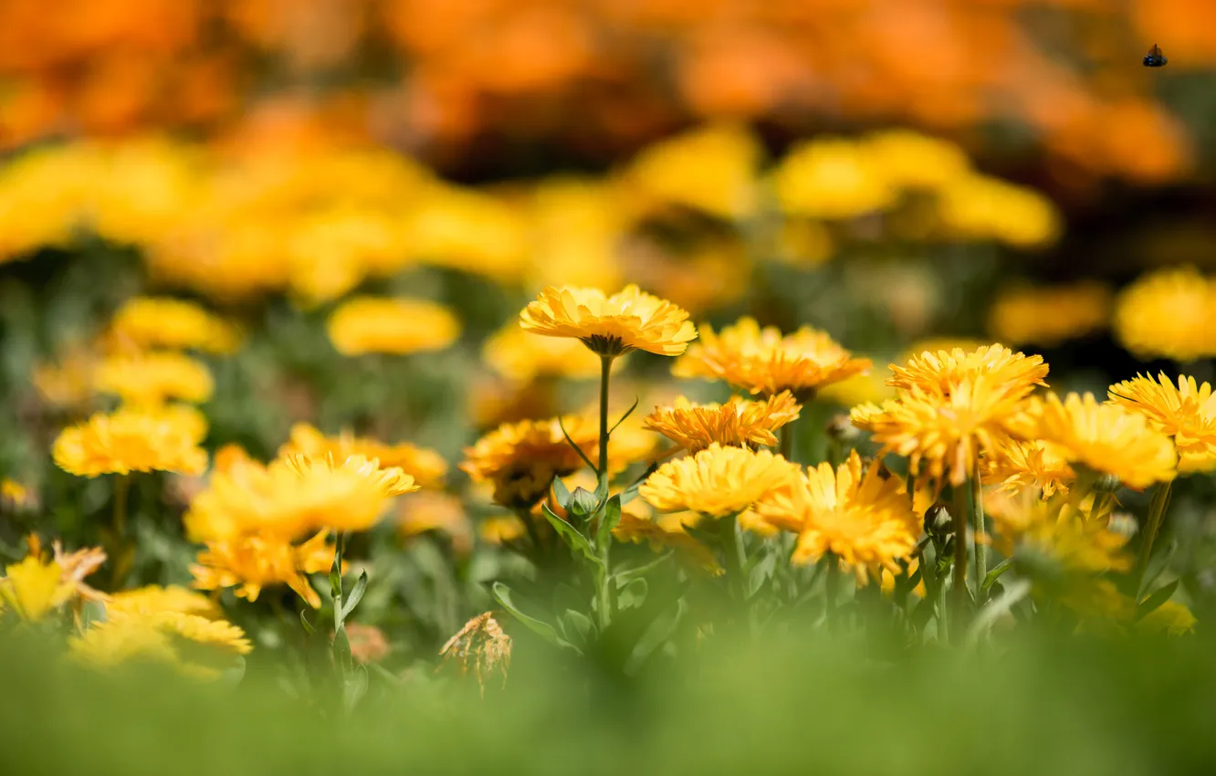 Photo wallpaper flowers, yellow, flowerbed, bokeh, calendula