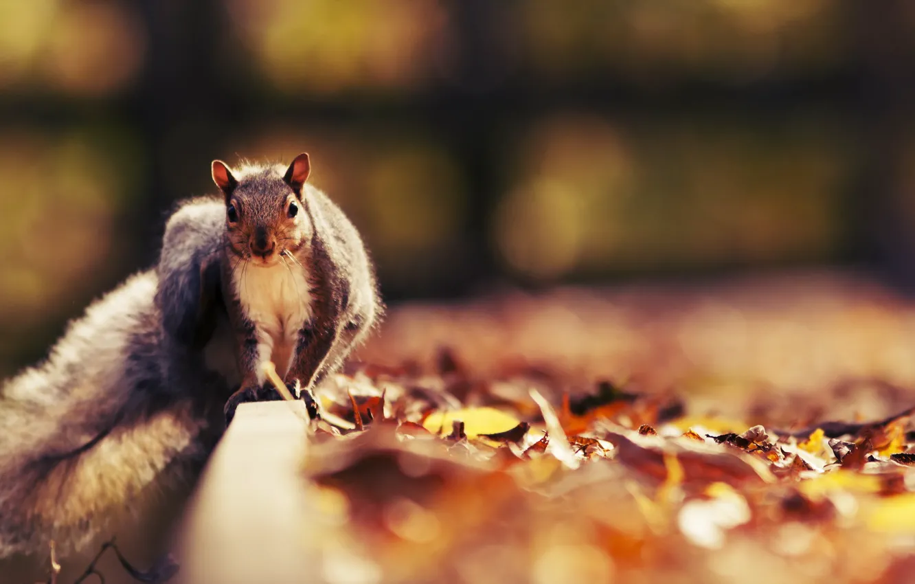 Photo wallpaper autumn, nature, protein