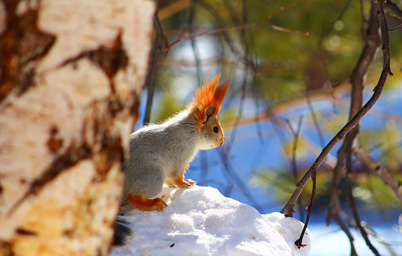 Photo wallpaper forest, snow, sprig, protein