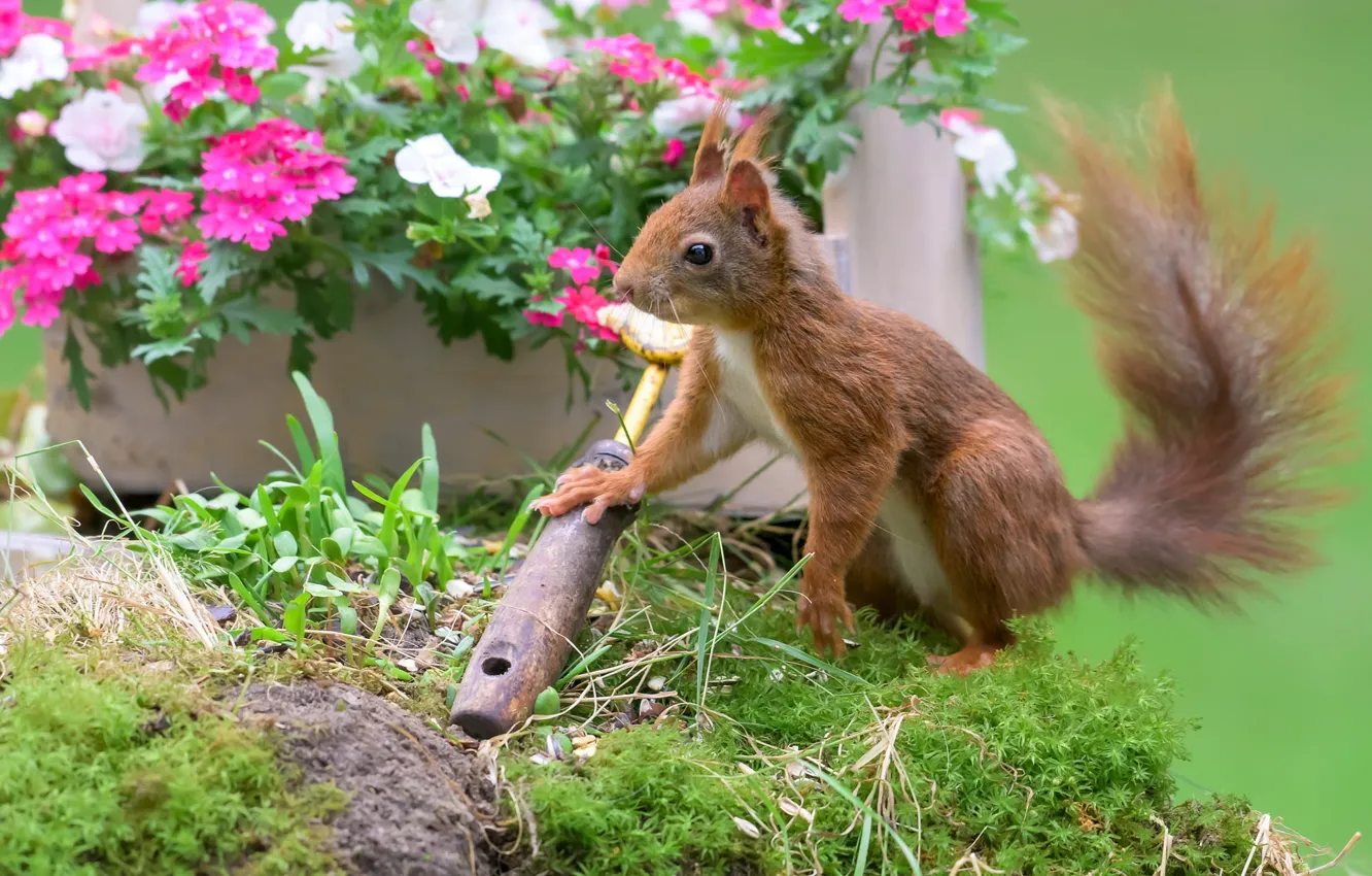 Photo wallpaper summer, flowers, pose, moss, garden, protein, flowerbed, scoop