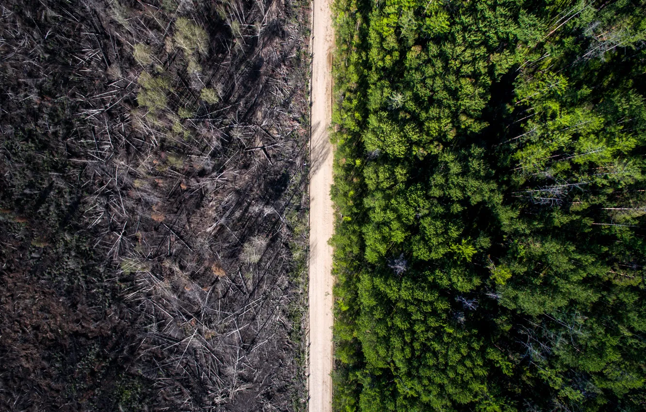 Photo wallpaper forest, road, forest fire