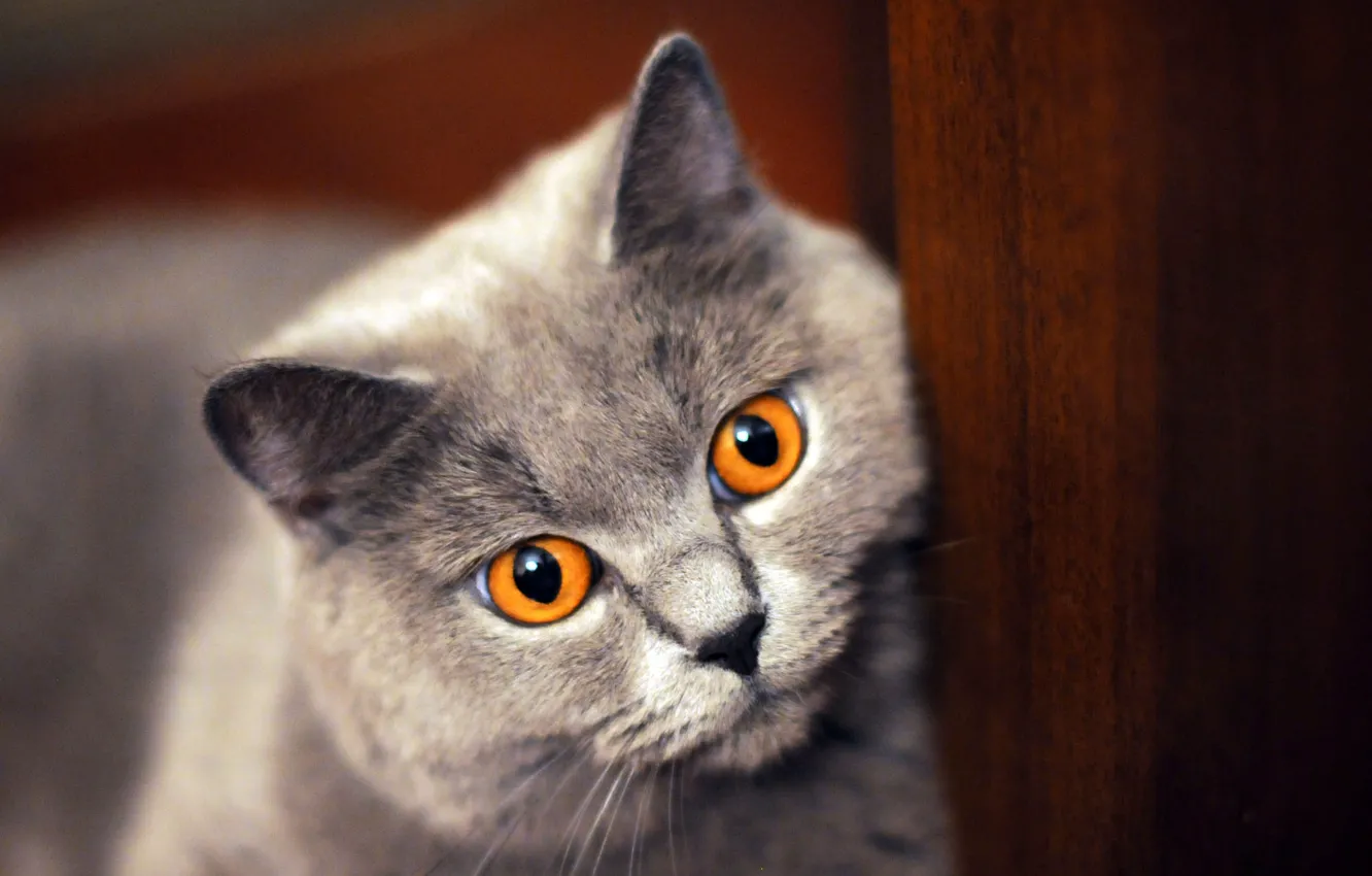 Photo wallpaper cat, cat, look, grey, portrait, wardrobe, face, British