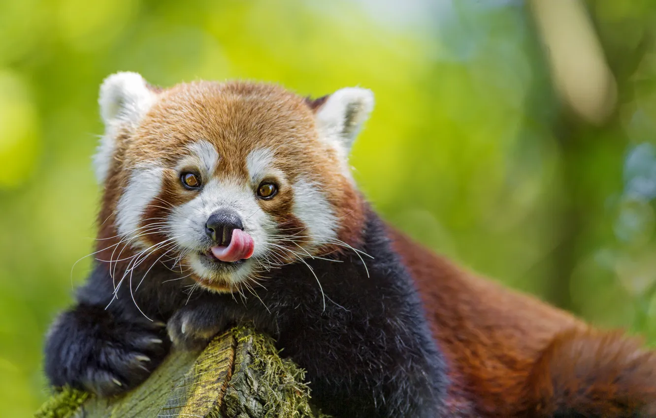 Photo wallpaper language, look, face, red Panda, firefox, red Panda, ©Tambako The Jaguar
