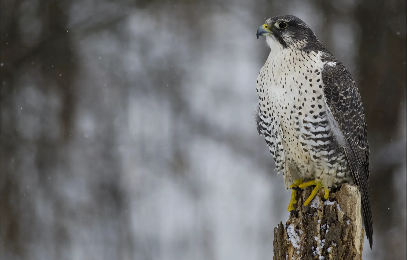 Photo wallpaper winter, look, snow, bird, predator, profile, Falcon, Merlin