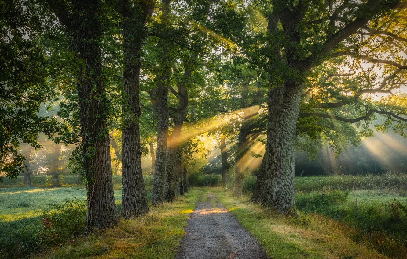 Photo wallpaper road, summer, the sun, rays, trees, fog, Park, morning