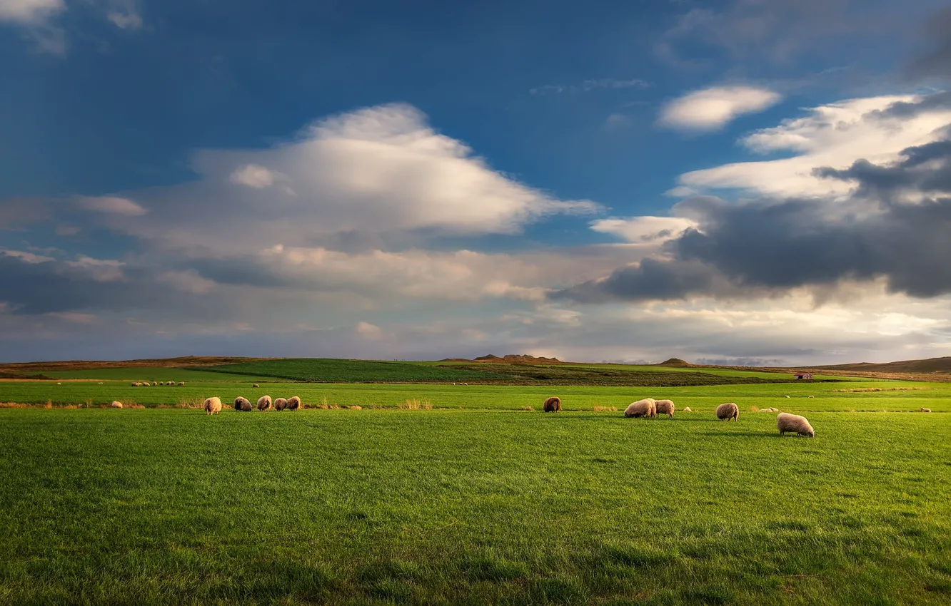 Photo wallpaper field, the sky, sheep, pasture, space