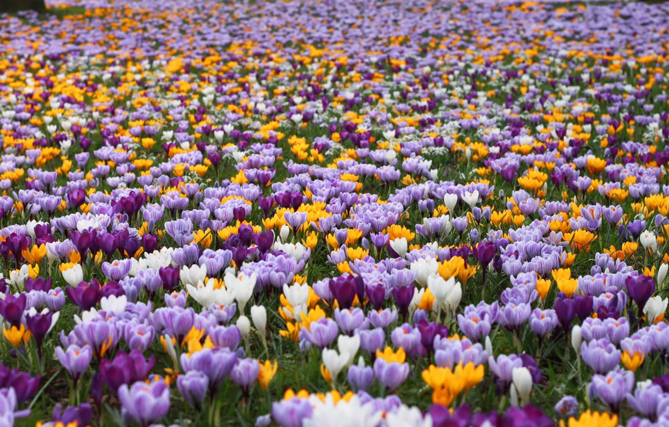 Photo wallpaper field, flowers, spring, crocuses