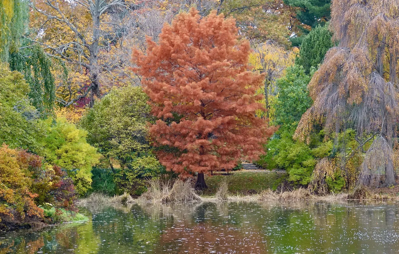 Photo wallpaper pool, water, autumn, leaves, autumn colors, fall, foliage, raining