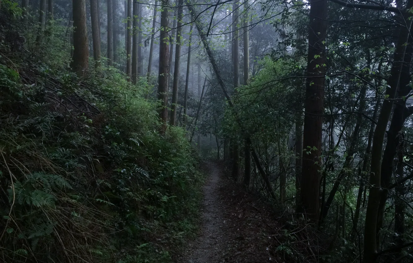 Photo wallpaper forest, trees, nature, path