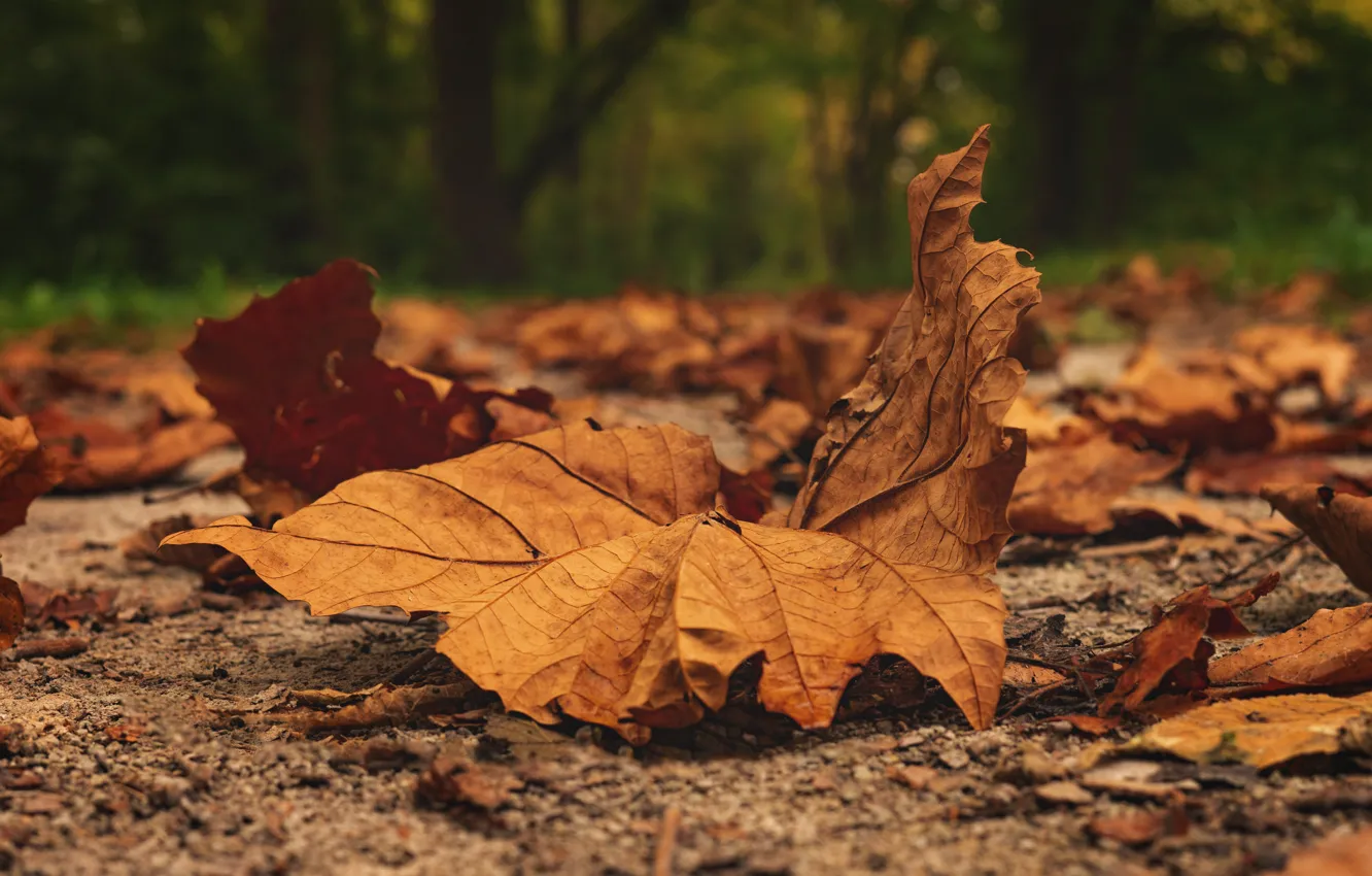 Photo wallpaper autumn, leaves, macro, nature, foliage, leaf, falling leaves, bokeh