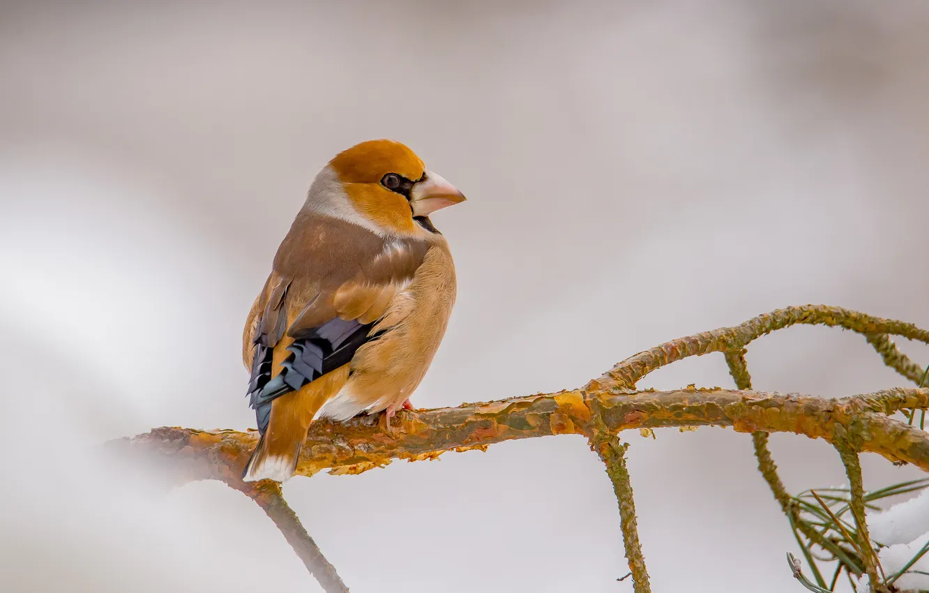 Photo wallpaper nature, bird, Grosbeak, photohunt