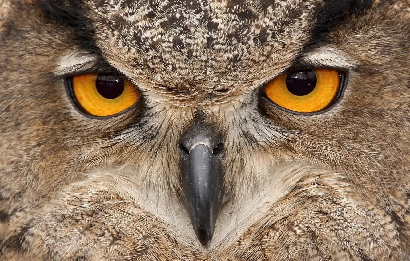 Photo wallpaper eyes, owl, bird, beak