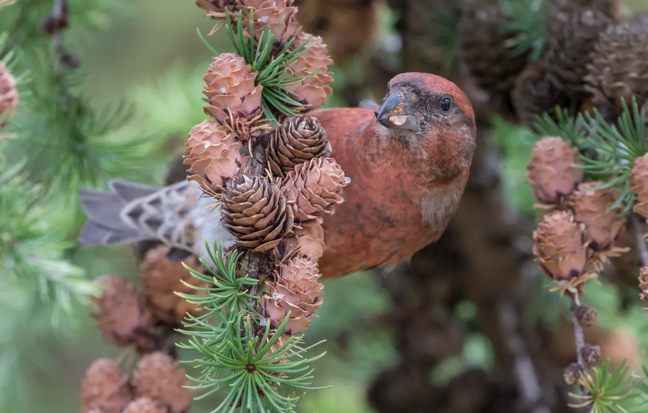 Photo wallpaper nature, bird, spruce, bumps