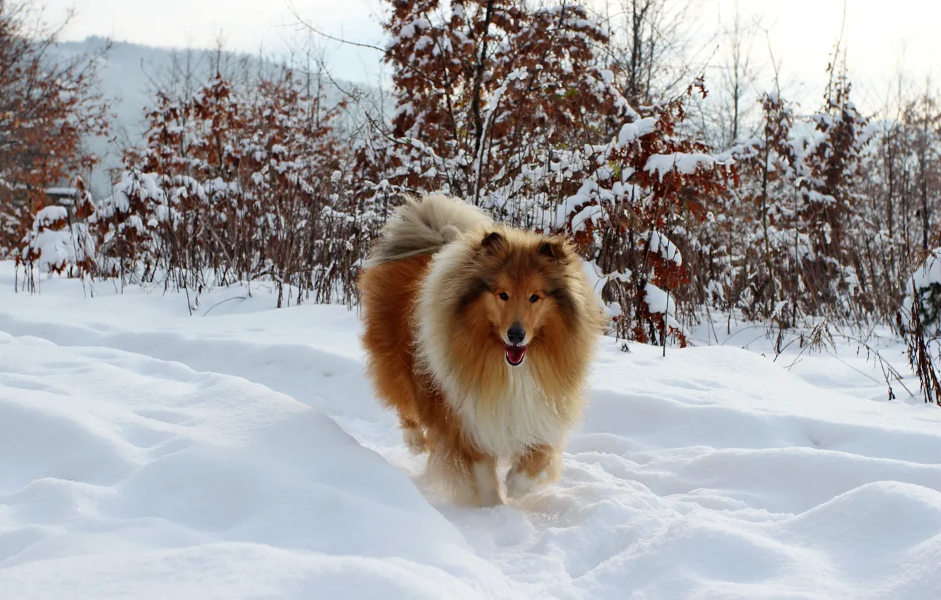 Photo wallpaper winter, forest, language, look, snow, trees, branches, nature