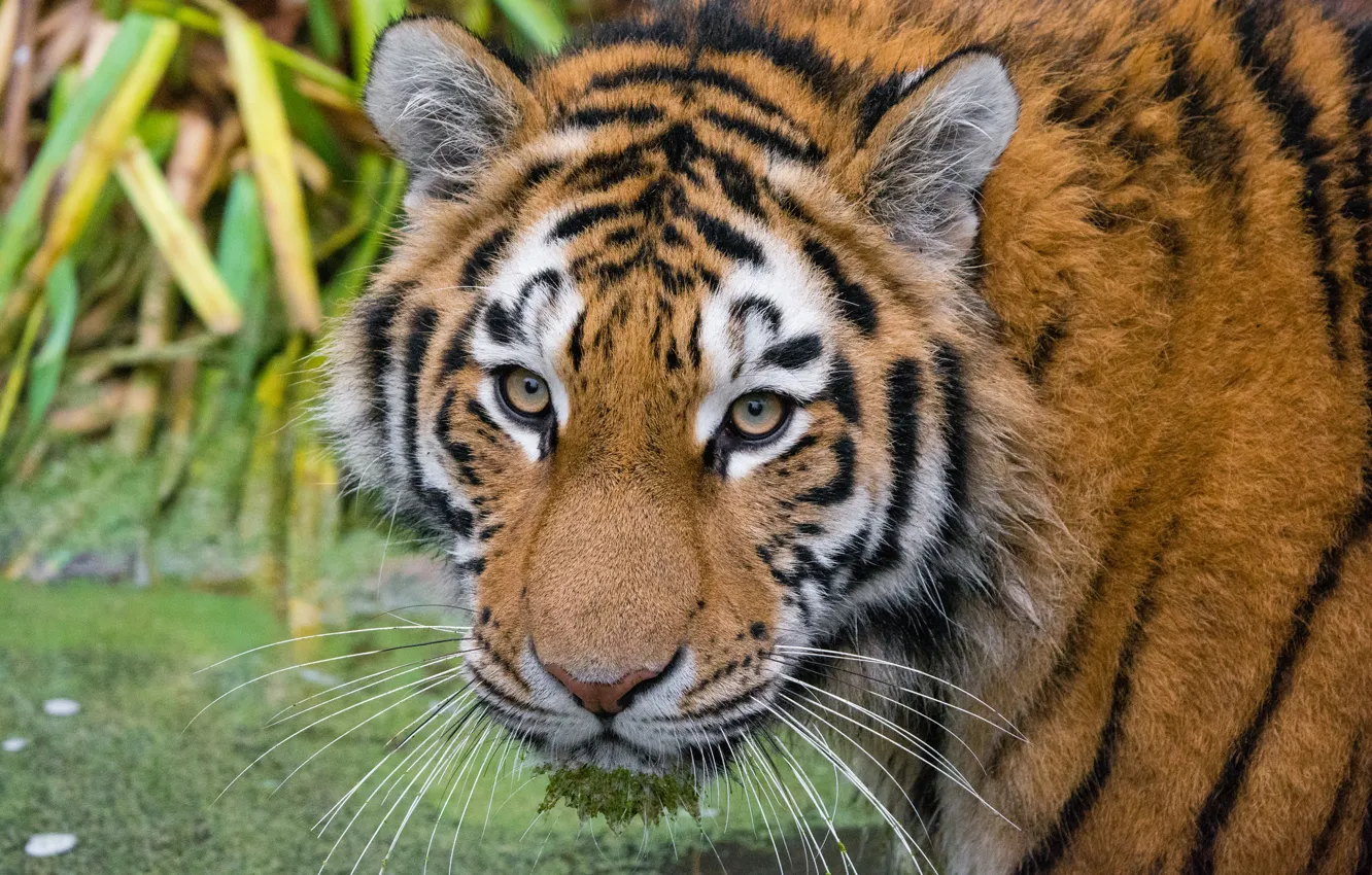 Photo wallpaper look, face, The Amur tiger