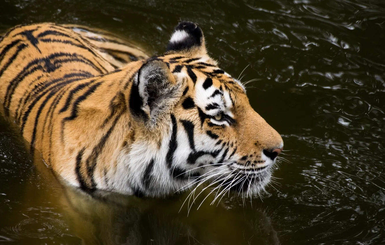 Photo wallpaper face, predator, bathing, wild cat, pond, the Amur tiger