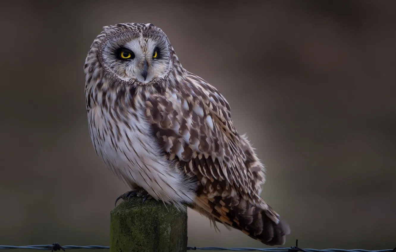 Photo wallpaper owl, bird, Short-eared owl
