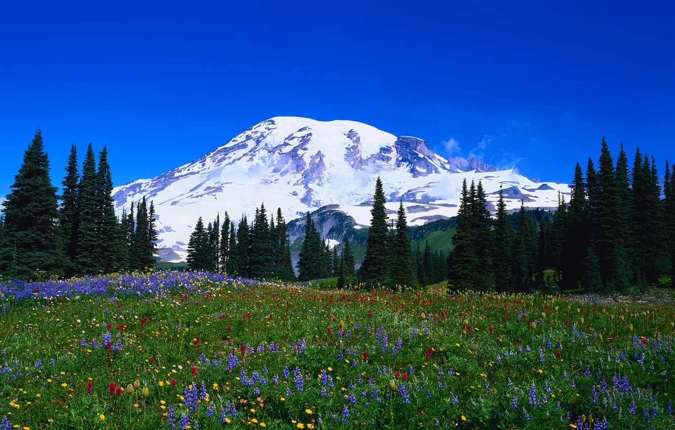 Photo wallpaper flowers, mountains, tree